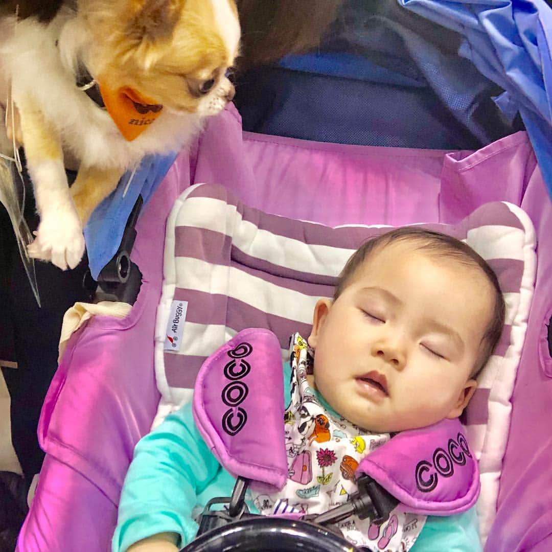 玉ねぎ戦士さんのインスタグラム写真 - (玉ねぎ戦士Instagram)「赤ちゃんと犬の組み合わせって最強じゃない？🐶💓👶 ・ ・ ・ #baby #赤ちゃん #🍼」4月4日 18時21分 - licca_tarao_0311