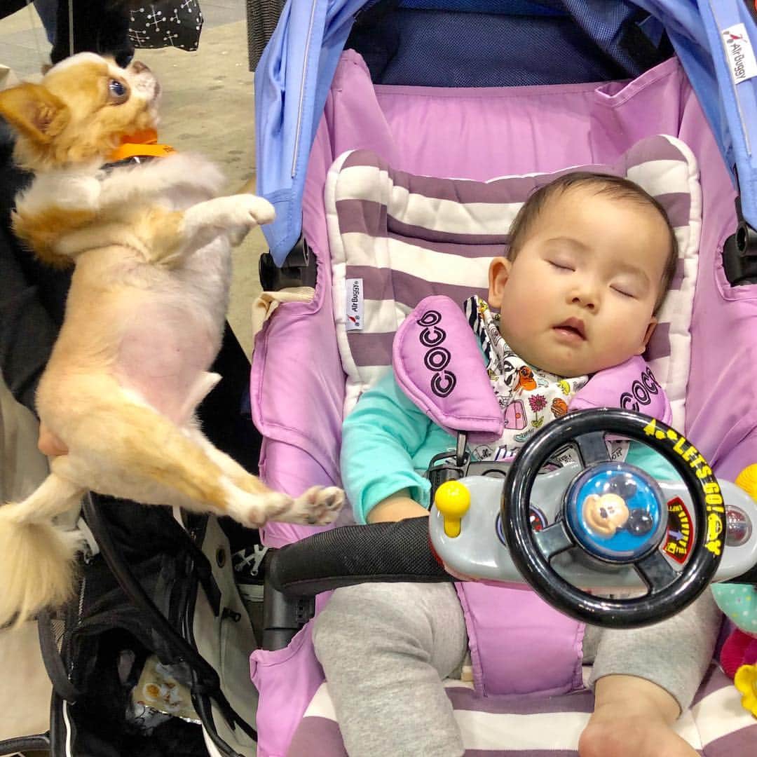 のインスタグラム：「赤ちゃんと犬の組み合わせって最強じゃない？🐶💓👶 ・ ・ ・ #baby #赤ちゃん #🍼」