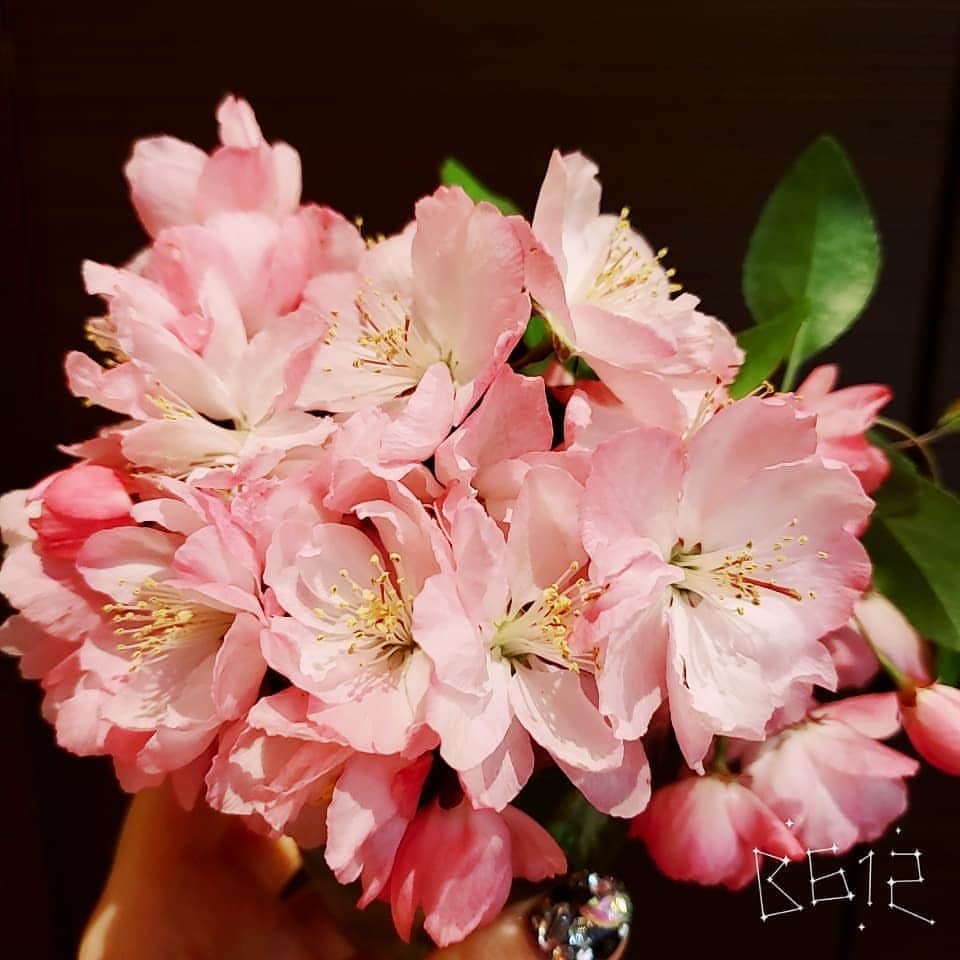 Shihoさんのインスタグラム写真 - (ShihoInstagram)「Spring is here!  #cherryblossom #flower #桜 #pink #春」4月4日 18時24分 - fried_pride_shiho