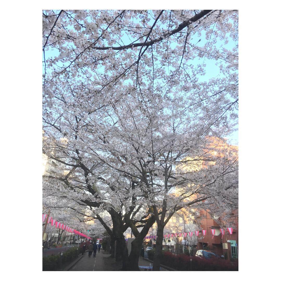 謝依旻さんのインスタグラム写真 - (謝依旻Instagram)「櫻花在這個星期的週末就會凋謝，明年又會在這個時期盛開🌸  希望明年的我，花粉過敏症會變輕一些💦  #tokyo  #さくら  #櫻花 #桜 #cherryblossom #春」4月4日 18時25分 - igo_1116