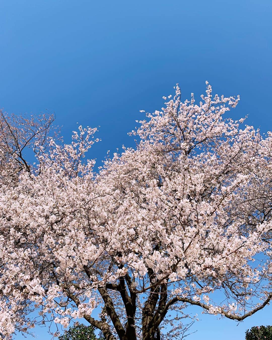 近藤研二さんのインスタグラム写真 - (近藤研二Instagram)「どう見ても花見 雲ひとつない青空に桜が映えた  #桜 #桜2019 #近藤ウニ #uni #ウニ201904 #ウニ2歳9ヶ月  #redtabbyandwhite #orangetabbyandwhite #茶トラ女子 #茶トラ白 #茶白 #猫 #ねこ #ネコ #neko #cat #cats #kissa #gato #gatto #meow #ウニのシッポ #unitail」4月4日 18時26分 - kenjikond0