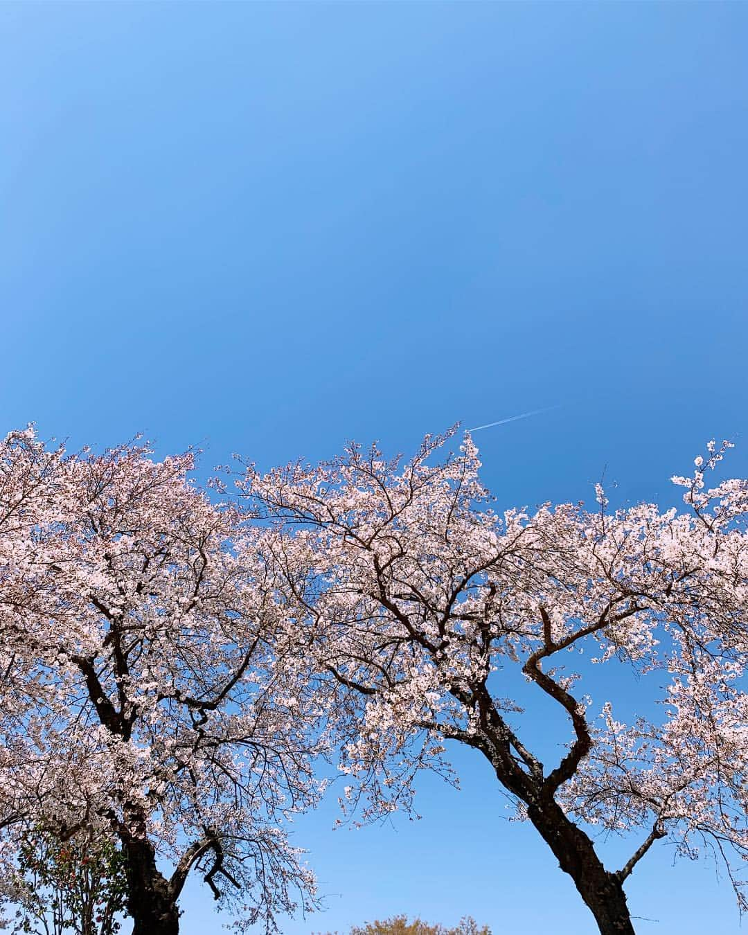 近藤研二さんのインスタグラム写真 - (近藤研二Instagram)「どう見ても花見 雲ひとつない青空に桜が映えた  #桜 #桜2019 #近藤ウニ #uni #ウニ201904 #ウニ2歳9ヶ月  #redtabbyandwhite #orangetabbyandwhite #茶トラ女子 #茶トラ白 #茶白 #猫 #ねこ #ネコ #neko #cat #cats #kissa #gato #gatto #meow #ウニのシッポ #unitail」4月4日 18時26分 - kenjikond0