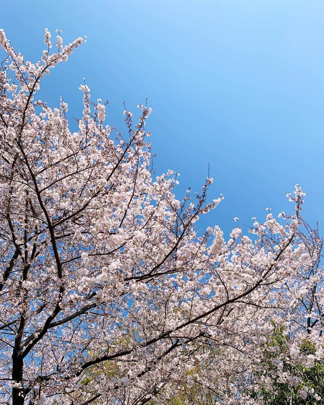 近藤研二さんのインスタグラム写真 - (近藤研二Instagram)「どう見ても花見 雲ひとつない青空に桜が映えた  #桜 #桜2019 #近藤ウニ #uni #ウニ201904 #ウニ2歳9ヶ月  #redtabbyandwhite #orangetabbyandwhite #茶トラ女子 #茶トラ白 #茶白 #猫 #ねこ #ネコ #neko #cat #cats #kissa #gato #gatto #meow #ウニのシッポ #unitail」4月4日 18時26分 - kenjikond0