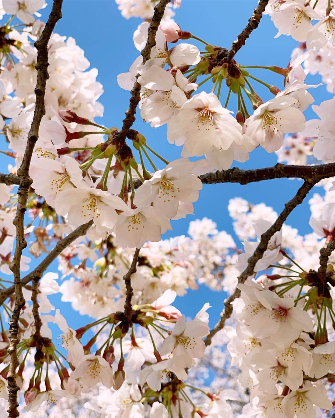 近藤研二さんのインスタグラム写真 - (近藤研二Instagram)「どう見ても花見 雲ひとつない青空に桜が映えた  #桜 #桜2019 #近藤ウニ #uni #ウニ201904 #ウニ2歳9ヶ月  #redtabbyandwhite #orangetabbyandwhite #茶トラ女子 #茶トラ白 #茶白 #猫 #ねこ #ネコ #neko #cat #cats #kissa #gato #gatto #meow #ウニのシッポ #unitail」4月4日 18時26分 - kenjikond0