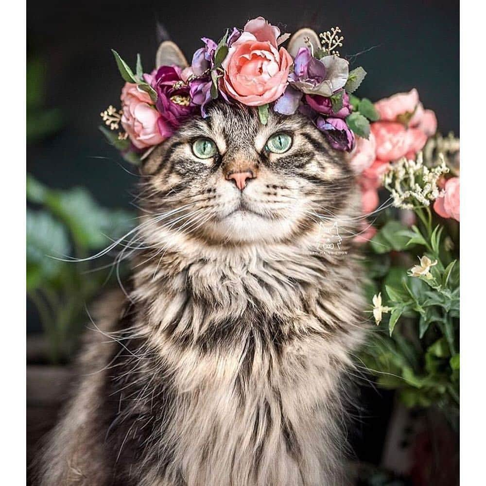 9GAGさんのインスタグラム写真 - (9GAGInstagram)「You’re my flower and I’m your bee 💐 @freyasfloralco 🐱 @maple.cat, @leo.mainecoon, @we.are.chilipepper 🐶 @thehuskyjoey, @crazyaboutspots, @2husketeers - #flowercrowns #dog #cat #9gag」4月4日 18時30分 - 9gag