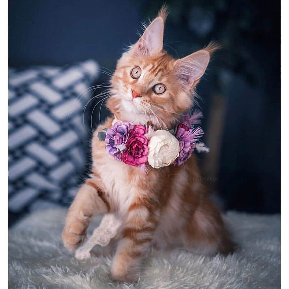 9GAGさんのインスタグラム写真 - (9GAGInstagram)「You’re my flower and I’m your bee 💐 @freyasfloralco 🐱 @maple.cat, @leo.mainecoon, @we.are.chilipepper 🐶 @thehuskyjoey, @crazyaboutspots, @2husketeers - #flowercrowns #dog #cat #9gag」4月4日 18時30分 - 9gag