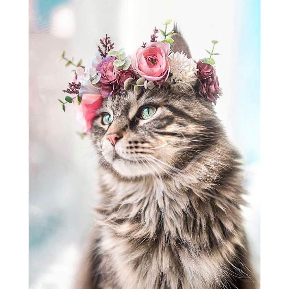 9GAGさんのインスタグラム写真 - (9GAGInstagram)「You’re my flower and I’m your bee 💐 @freyasfloralco 🐱 @maple.cat, @leo.mainecoon, @we.are.chilipepper 🐶 @thehuskyjoey, @crazyaboutspots, @2husketeers - #flowercrowns #dog #cat #9gag」4月4日 18時30分 - 9gag