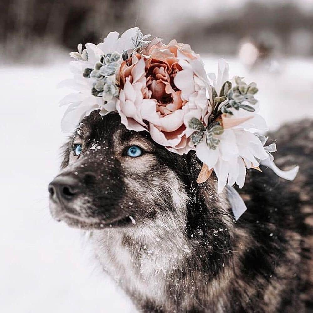 9GAGさんのインスタグラム写真 - (9GAGInstagram)「You’re my flower and I’m your bee 💐 @freyasfloralco 🐱 @maple.cat, @leo.mainecoon, @we.are.chilipepper 🐶 @thehuskyjoey, @crazyaboutspots, @2husketeers - #flowercrowns #dog #cat #9gag」4月4日 18時30分 - 9gag