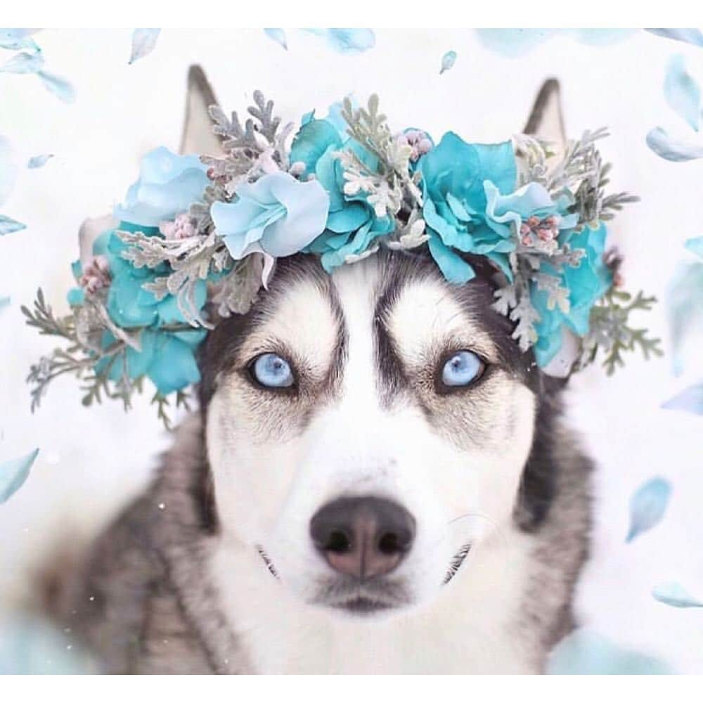 9GAGさんのインスタグラム写真 - (9GAGInstagram)「You’re my flower and I’m your bee 💐 @freyasfloralco 🐱 @maple.cat, @leo.mainecoon, @we.are.chilipepper 🐶 @thehuskyjoey, @crazyaboutspots, @2husketeers - #flowercrowns #dog #cat #9gag」4月4日 18時30分 - 9gag