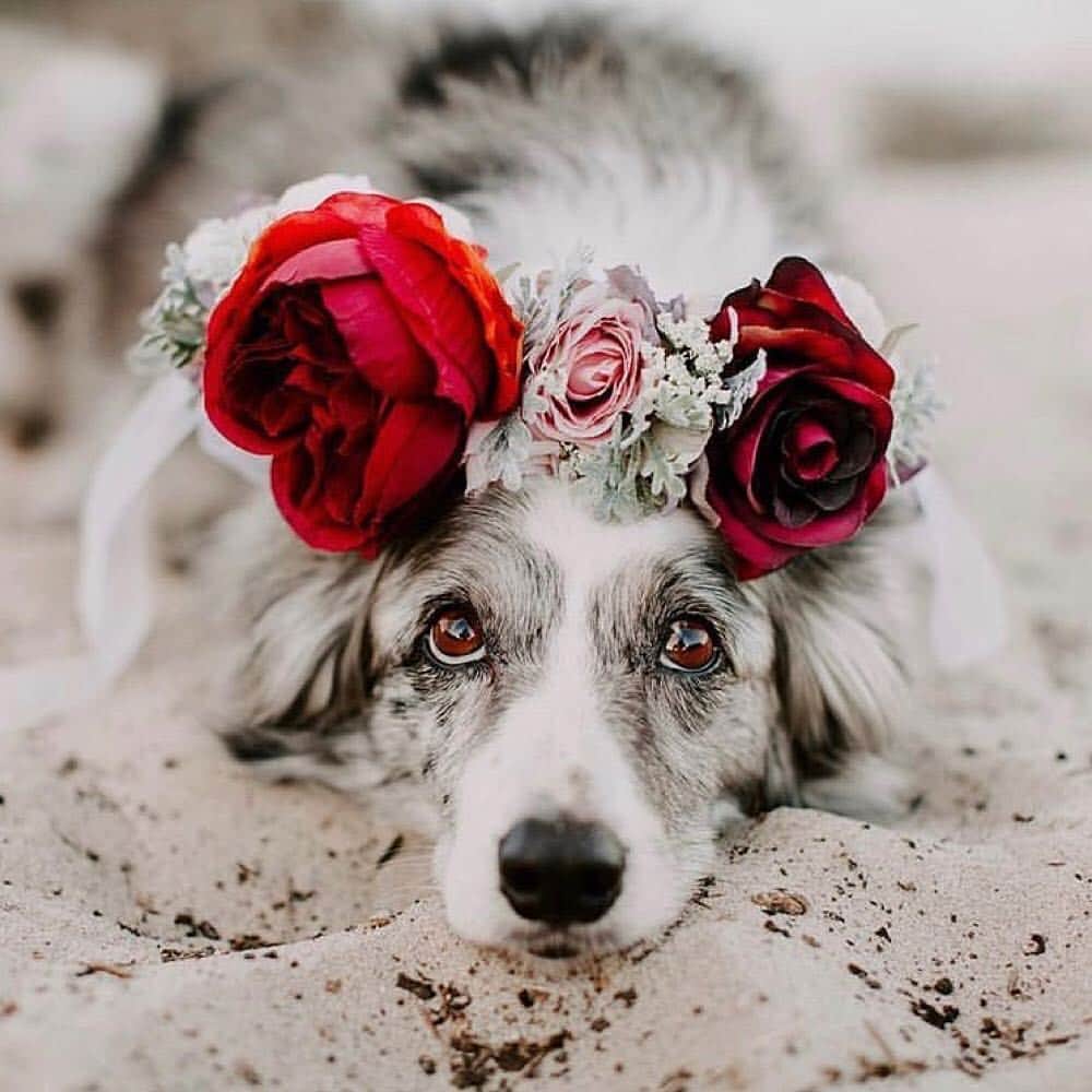 9GAGさんのインスタグラム写真 - (9GAGInstagram)「You’re my flower and I’m your bee 💐 @freyasfloralco 🐱 @maple.cat, @leo.mainecoon, @we.are.chilipepper 🐶 @thehuskyjoey, @crazyaboutspots, @2husketeers - #flowercrowns #dog #cat #9gag」4月4日 18時30分 - 9gag