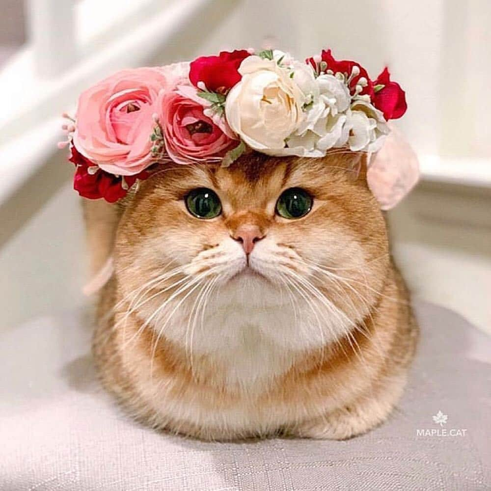 9GAGさんのインスタグラム写真 - (9GAGInstagram)「You’re my flower and I’m your bee 💐 @freyasfloralco 🐱 @maple.cat, @leo.mainecoon, @we.are.chilipepper 🐶 @thehuskyjoey, @crazyaboutspots, @2husketeers - #flowercrowns #dog #cat #9gag」4月4日 18時30分 - 9gag