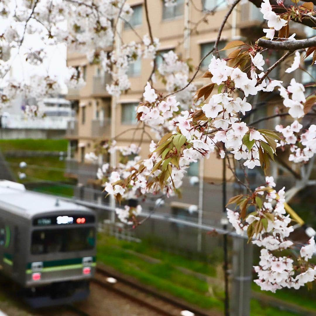 東急電鉄さんのインスタグラム写真 - (東急電鉄Instagram)「The cherryblossoms are in bloom along the Tokyu Tamagawa Line, creating picture perfect spots from Tamagawa to Numabe stations. Now’s your chance to snap a shot of the Tamagawa line against a backdrop of cherryblossoms. How’s about a day out with cherry blossoms and the trains along the Tokyu lines? (Tamagawa Station/Numabe Station/Tokyu Tamagawa Line) . この時期の多摩川駅〜沼部駅間は桜×東急多摩川線が重なって見える贅沢スポット。 「桜と多摩川線のコラボレーション」をカメラに収めることができます。  桜と東急線のコラボレーションを見にお出かけしてみてはいかがでしょうか？ （多摩川駅/沼部駅/東急多摩川線） . #🌸 #sakura #cherryblossoms #hanami #spring #railways #railways_of_our_world #trainphotography #japan #unknownjapan #livinginjapan #instagramjapan #japan_daytime_view #japantrip #explorejapan #discoverjapan #벚꽃 #일본 #tamagawaline #tamagawa #numabe . #桜 #お花見 #東急電鉄 #多摩川線 #電車 #東急日和 #東急線めぐり」4月4日 18時32分 - tokyu_railways