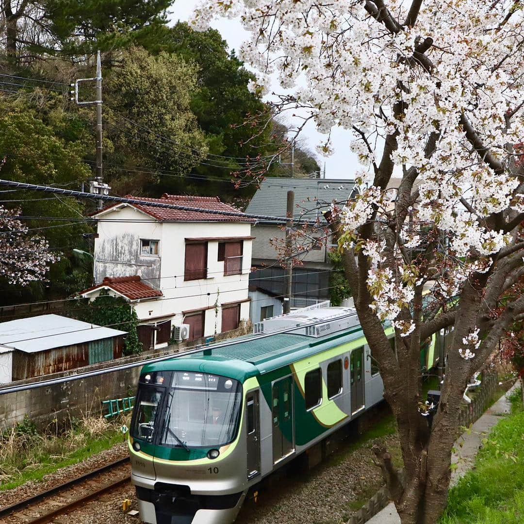 東急電鉄さんのインスタグラム写真 - (東急電鉄Instagram)「The cherryblossoms are in bloom along the Tokyu Tamagawa Line, creating picture perfect spots from Tamagawa to Numabe stations. Now’s your chance to snap a shot of the Tamagawa line against a backdrop of cherryblossoms. How’s about a day out with cherry blossoms and the trains along the Tokyu lines? (Tamagawa Station/Numabe Station/Tokyu Tamagawa Line) . この時期の多摩川駅〜沼部駅間は桜×東急多摩川線が重なって見える贅沢スポット。 「桜と多摩川線のコラボレーション」をカメラに収めることができます。  桜と東急線のコラボレーションを見にお出かけしてみてはいかがでしょうか？ （多摩川駅/沼部駅/東急多摩川線） . #🌸 #sakura #cherryblossoms #hanami #spring #railways #railways_of_our_world #trainphotography #japan #unknownjapan #livinginjapan #instagramjapan #japan_daytime_view #japantrip #explorejapan #discoverjapan #벚꽃 #일본 #tamagawaline #tamagawa #numabe . #桜 #お花見 #東急電鉄 #多摩川線 #電車 #東急日和 #東急線めぐり」4月4日 18時32分 - tokyu_railways