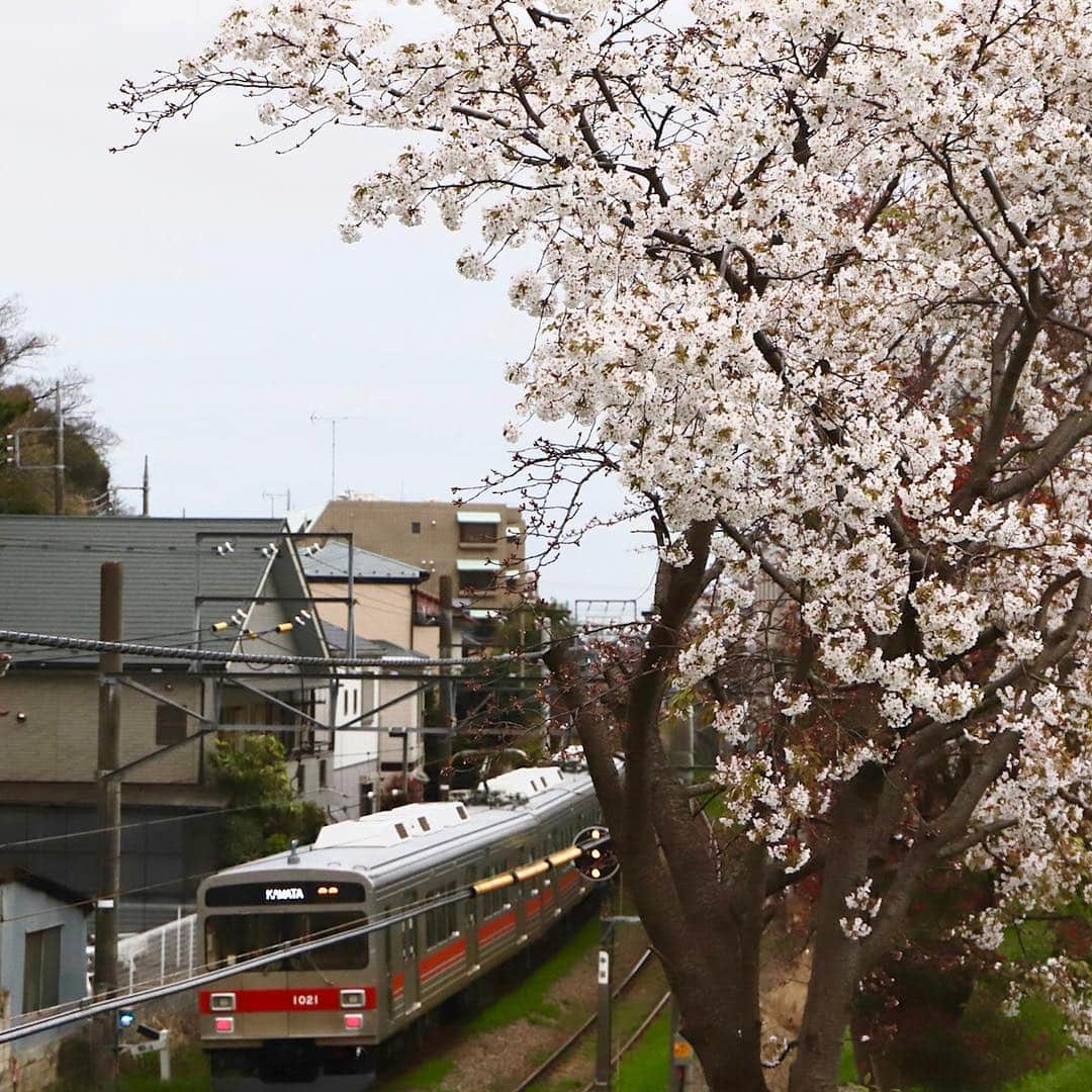 東急電鉄さんのインスタグラム写真 - (東急電鉄Instagram)「The cherryblossoms are in bloom along the Tokyu Tamagawa Line, creating picture perfect spots from Tamagawa to Numabe stations. Now’s your chance to snap a shot of the Tamagawa line against a backdrop of cherryblossoms. How’s about a day out with cherry blossoms and the trains along the Tokyu lines? (Tamagawa Station/Numabe Station/Tokyu Tamagawa Line) . この時期の多摩川駅〜沼部駅間は桜×東急多摩川線が重なって見える贅沢スポット。 「桜と多摩川線のコラボレーション」をカメラに収めることができます。  桜と東急線のコラボレーションを見にお出かけしてみてはいかがでしょうか？ （多摩川駅/沼部駅/東急多摩川線） . #🌸 #sakura #cherryblossoms #hanami #spring #railways #railways_of_our_world #trainphotography #japan #unknownjapan #livinginjapan #instagramjapan #japan_daytime_view #japantrip #explorejapan #discoverjapan #벚꽃 #일본 #tamagawaline #tamagawa #numabe . #桜 #お花見 #東急電鉄 #多摩川線 #電車 #東急日和 #東急線めぐり」4月4日 18時32分 - tokyu_railways