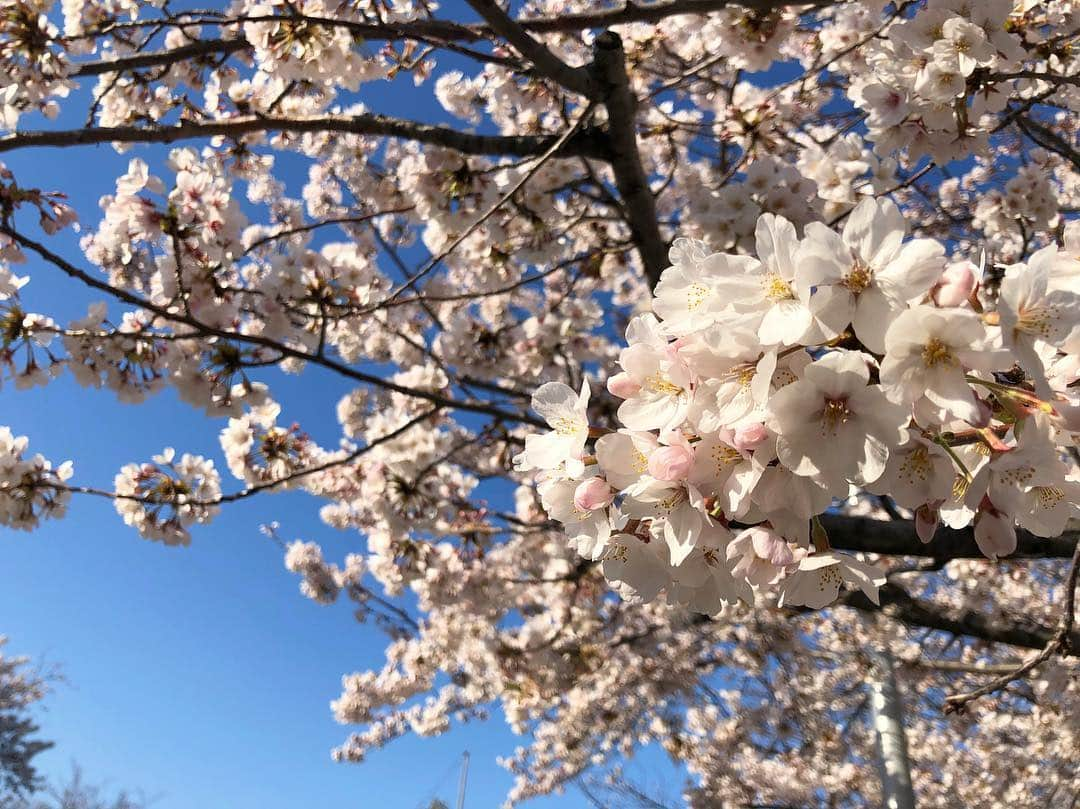 江川清音さんのインスタグラム写真 - (江川清音Instagram)「﻿ 🌸隅田公園🌸﻿﻿ なんと言ってもスカイツリーとのコラボレーションが素晴らしい👏✨✨﻿﻿ ﻿﻿ 約500本の桜が咲き誇ります😊🌸﻿﻿ 都心では桜の見頃もあと僅か。﻿﻿ 今のうちに楽しみたいですね😌💕﻿﻿ ﻿ 明日のコーヒータイムでは、隅田公園の桜のお話をします💡﻿ 何度か訪れていて、気がついた事がありました。﻿ 色々とお話できたらなと思います🤗❤️﻿ ﻿﻿ #桜 #ソメイヨシノ #染井吉野 #隅田公園 #隅田公園の桜 #桜絶景 #勝手にさくプロ大使 #お花見 #sakura #隅田公園桜まつり #隅田公園の桜 #さくら #サクラ #桜満開 #東京スカイツリー #スカイツリー #スカイツリーと桜」4月4日 18時32分 - egawasayane