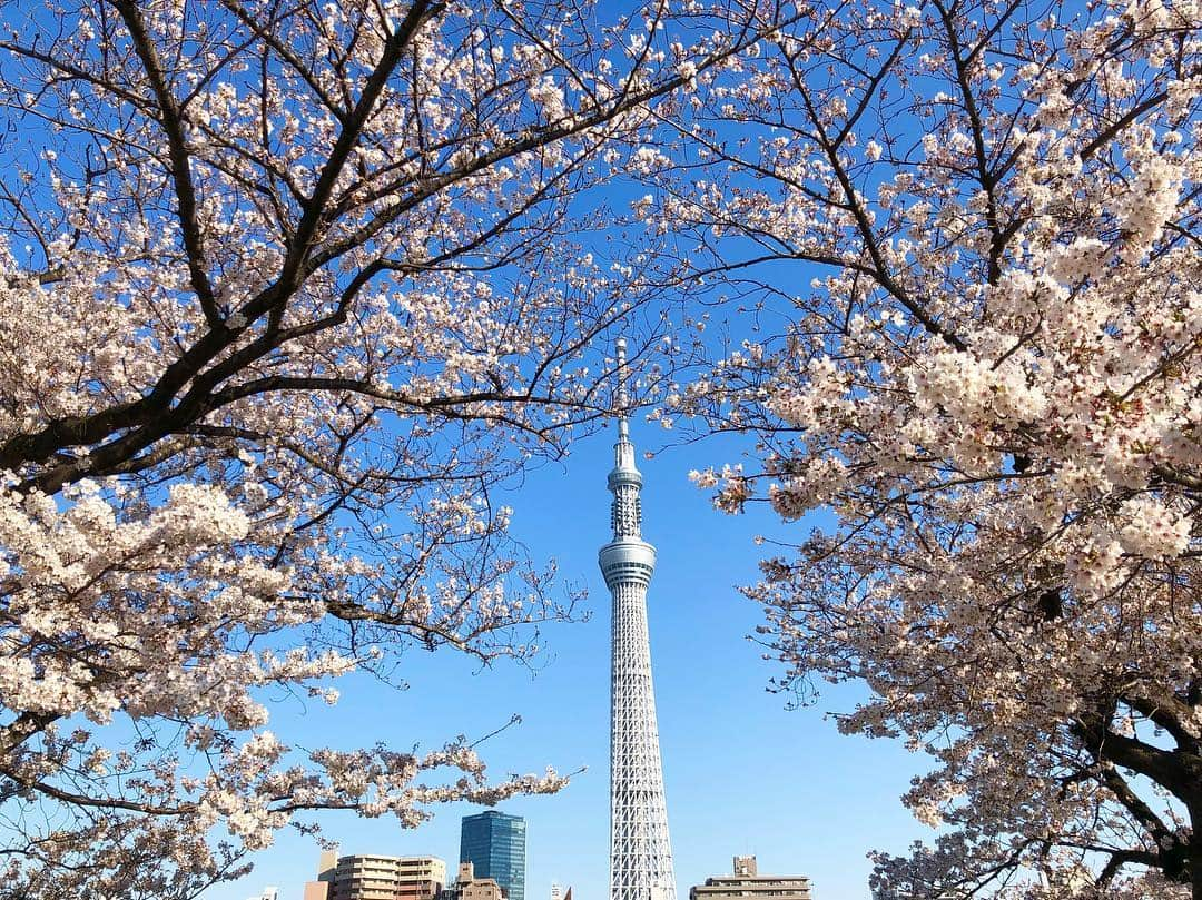 江川清音さんのインスタグラム写真 - (江川清音Instagram)「﻿ 🌸隅田公園🌸﻿﻿ なんと言ってもスカイツリーとのコラボレーションが素晴らしい👏✨✨﻿﻿ ﻿﻿ 約500本の桜が咲き誇ります😊🌸﻿﻿ 都心では桜の見頃もあと僅か。﻿﻿ 今のうちに楽しみたいですね😌💕﻿﻿ ﻿ 明日のコーヒータイムでは、隅田公園の桜のお話をします💡﻿ 何度か訪れていて、気がついた事がありました。﻿ 色々とお話できたらなと思います🤗❤️﻿ ﻿﻿ #桜 #ソメイヨシノ #染井吉野 #隅田公園 #隅田公園の桜 #桜絶景 #勝手にさくプロ大使 #お花見 #sakura #隅田公園桜まつり #隅田公園の桜 #さくら #サクラ #桜満開 #東京スカイツリー #スカイツリー #スカイツリーと桜」4月4日 18時32分 - egawasayane