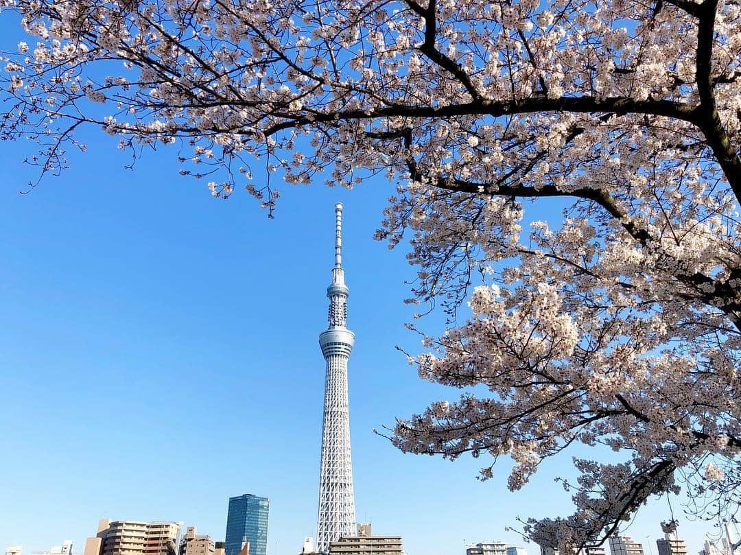 江川清音さんのインスタグラム写真 - (江川清音Instagram)「﻿ 🌸隅田公園🌸﻿﻿ なんと言ってもスカイツリーとのコラボレーションが素晴らしい👏✨✨﻿﻿ ﻿﻿ 約500本の桜が咲き誇ります😊🌸﻿﻿ 都心では桜の見頃もあと僅か。﻿﻿ 今のうちに楽しみたいですね😌💕﻿﻿ ﻿ 明日のコーヒータイムでは、隅田公園の桜のお話をします💡﻿ 何度か訪れていて、気がついた事がありました。﻿ 色々とお話できたらなと思います🤗❤️﻿ ﻿﻿ #桜 #ソメイヨシノ #染井吉野 #隅田公園 #隅田公園の桜 #桜絶景 #勝手にさくプロ大使 #お花見 #sakura #隅田公園桜まつり #隅田公園の桜 #さくら #サクラ #桜満開 #東京スカイツリー #スカイツリー #スカイツリーと桜」4月4日 18時32分 - egawasayane
