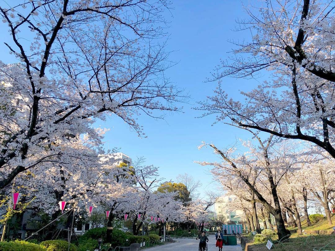 江川清音さんのインスタグラム写真 - (江川清音Instagram)「﻿ 🌸隅田公園🌸﻿﻿ なんと言ってもスカイツリーとのコラボレーションが素晴らしい👏✨✨﻿﻿ ﻿﻿ 約500本の桜が咲き誇ります😊🌸﻿﻿ 都心では桜の見頃もあと僅か。﻿﻿ 今のうちに楽しみたいですね😌💕﻿﻿ ﻿ 明日のコーヒータイムでは、隅田公園の桜のお話をします💡﻿ 何度か訪れていて、気がついた事がありました。﻿ 色々とお話できたらなと思います🤗❤️﻿ ﻿﻿ #桜 #ソメイヨシノ #染井吉野 #隅田公園 #隅田公園の桜 #桜絶景 #勝手にさくプロ大使 #お花見 #sakura #隅田公園桜まつり #隅田公園の桜 #さくら #サクラ #桜満開 #東京スカイツリー #スカイツリー #スカイツリーと桜」4月4日 18時32分 - egawasayane