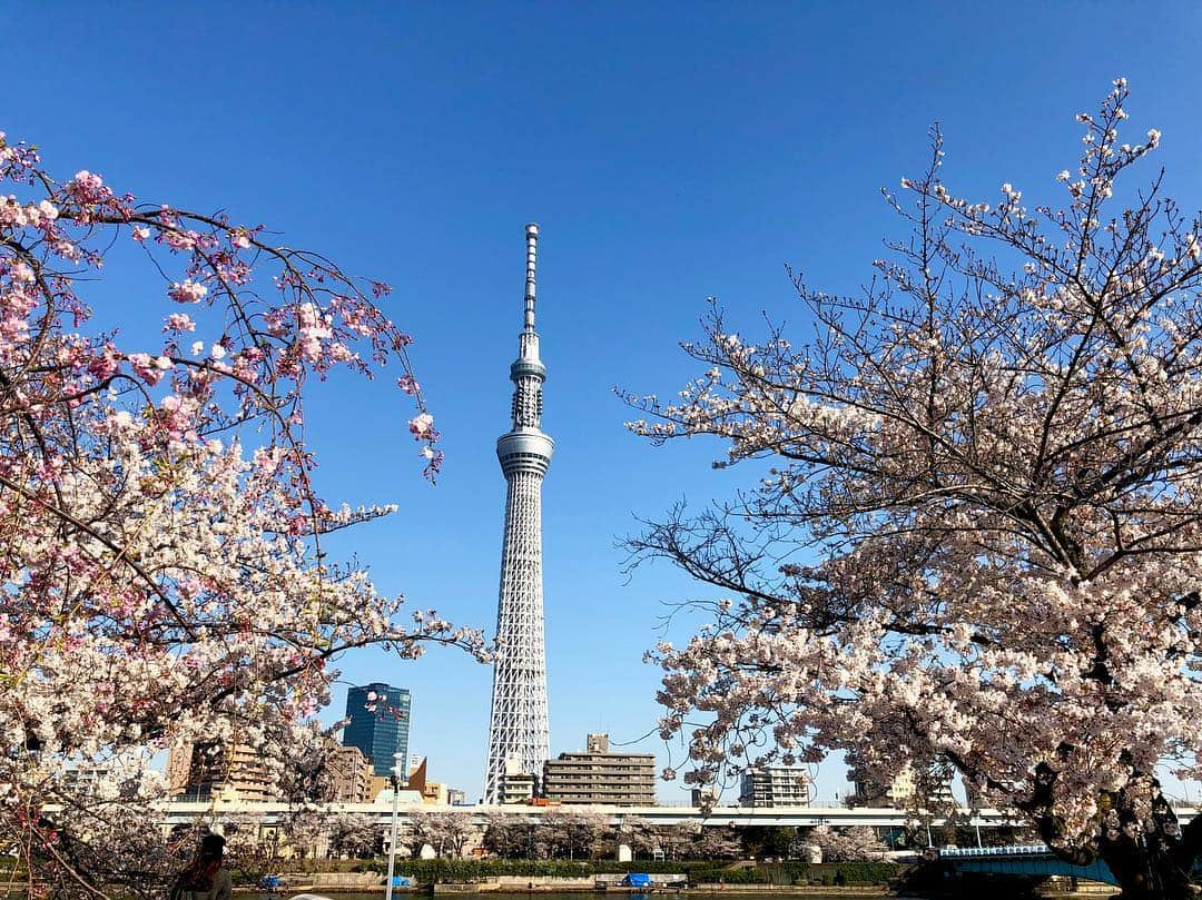 江川清音さんのインスタグラム写真 - (江川清音Instagram)「﻿ 🌸隅田公園🌸﻿﻿ なんと言ってもスカイツリーとのコラボレーションが素晴らしい👏✨✨﻿﻿ ﻿﻿ 約500本の桜が咲き誇ります😊🌸﻿﻿ 都心では桜の見頃もあと僅か。﻿﻿ 今のうちに楽しみたいですね😌💕﻿﻿ ﻿ 明日のコーヒータイムでは、隅田公園の桜のお話をします💡﻿ 何度か訪れていて、気がついた事がありました。﻿ 色々とお話できたらなと思います🤗❤️﻿ ﻿﻿ #桜 #ソメイヨシノ #染井吉野 #隅田公園 #隅田公園の桜 #桜絶景 #勝手にさくプロ大使 #お花見 #sakura #隅田公園桜まつり #隅田公園の桜 #さくら #サクラ #桜満開 #東京スカイツリー #スカイツリー #スカイツリーと桜」4月4日 18時32分 - egawasayane