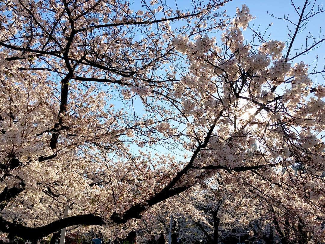 江川清音さんのインスタグラム写真 - (江川清音Instagram)「﻿ 🌸隅田公園🌸﻿﻿ なんと言ってもスカイツリーとのコラボレーションが素晴らしい👏✨✨﻿﻿ ﻿﻿ 約500本の桜が咲き誇ります😊🌸﻿﻿ 都心では桜の見頃もあと僅か。﻿﻿ 今のうちに楽しみたいですね😌💕﻿﻿ ﻿ 明日のコーヒータイムでは、隅田公園の桜のお話をします💡﻿ 何度か訪れていて、気がついた事がありました。﻿ 色々とお話できたらなと思います🤗❤️﻿ ﻿﻿ #桜 #ソメイヨシノ #染井吉野 #隅田公園 #隅田公園の桜 #桜絶景 #勝手にさくプロ大使 #お花見 #sakura #隅田公園桜まつり #隅田公園の桜 #さくら #サクラ #桜満開 #東京スカイツリー #スカイツリー #スカイツリーと桜」4月4日 18時32分 - egawasayane