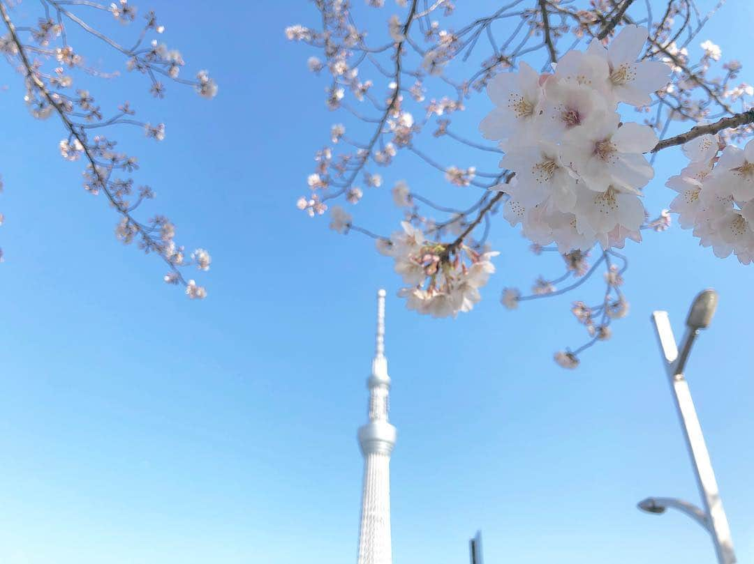 江川清音さんのインスタグラム写真 - (江川清音Instagram)「﻿ 🌸隅田公園🌸﻿﻿ なんと言ってもスカイツリーとのコラボレーションが素晴らしい👏✨✨﻿﻿ ﻿﻿ 約500本の桜が咲き誇ります😊🌸﻿﻿ 都心では桜の見頃もあと僅か。﻿﻿ 今のうちに楽しみたいですね😌💕﻿﻿ ﻿ 明日のコーヒータイムでは、隅田公園の桜のお話をします💡﻿ 何度か訪れていて、気がついた事がありました。﻿ 色々とお話できたらなと思います🤗❤️﻿ ﻿﻿ #桜 #ソメイヨシノ #染井吉野 #隅田公園 #隅田公園の桜 #桜絶景 #勝手にさくプロ大使 #お花見 #sakura #隅田公園桜まつり #隅田公園の桜 #さくら #サクラ #桜満開 #東京スカイツリー #スカイツリー #スカイツリーと桜」4月4日 18時32分 - egawasayane