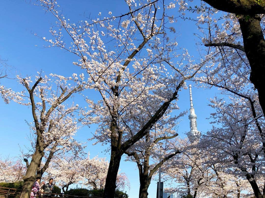 江川清音さんのインスタグラム写真 - (江川清音Instagram)「﻿ 🌸隅田公園🌸﻿﻿ なんと言ってもスカイツリーとのコラボレーションが素晴らしい👏✨✨﻿﻿ ﻿﻿ 約500本の桜が咲き誇ります😊🌸﻿﻿ 都心では桜の見頃もあと僅か。﻿﻿ 今のうちに楽しみたいですね😌💕﻿﻿ ﻿ 明日のコーヒータイムでは、隅田公園の桜のお話をします💡﻿ 何度か訪れていて、気がついた事がありました。﻿ 色々とお話できたらなと思います🤗❤️﻿ ﻿﻿ #桜 #ソメイヨシノ #染井吉野 #隅田公園 #隅田公園の桜 #桜絶景 #勝手にさくプロ大使 #お花見 #sakura #隅田公園桜まつり #隅田公園の桜 #さくら #サクラ #桜満開 #東京スカイツリー #スカイツリー #スカイツリーと桜」4月4日 18時32分 - egawasayane