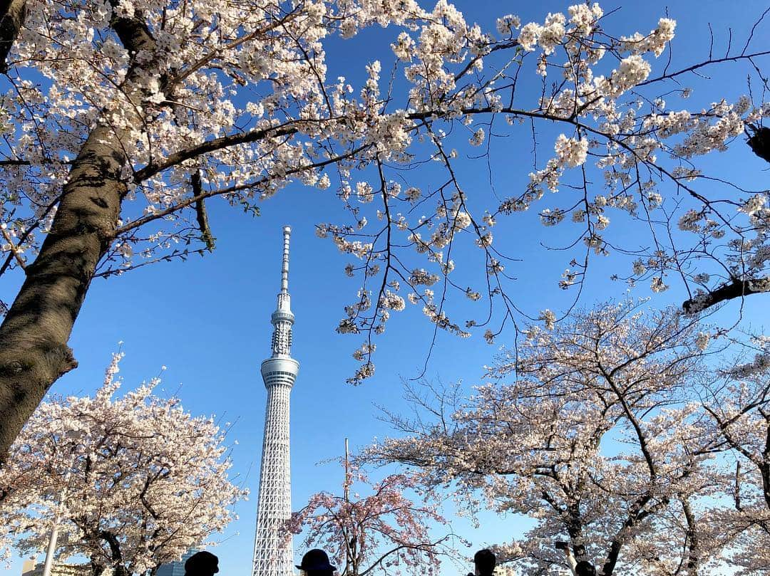 江川清音さんのインスタグラム写真 - (江川清音Instagram)「﻿ 🌸隅田公園🌸﻿﻿ なんと言ってもスカイツリーとのコラボレーションが素晴らしい👏✨✨﻿﻿ ﻿﻿ 約500本の桜が咲き誇ります😊🌸﻿﻿ 都心では桜の見頃もあと僅か。﻿﻿ 今のうちに楽しみたいですね😌💕﻿﻿ ﻿ 明日のコーヒータイムでは、隅田公園の桜のお話をします💡﻿ 何度か訪れていて、気がついた事がありました。﻿ 色々とお話できたらなと思います🤗❤️﻿ ﻿﻿ #桜 #ソメイヨシノ #染井吉野 #隅田公園 #隅田公園の桜 #桜絶景 #勝手にさくプロ大使 #お花見 #sakura #隅田公園桜まつり #隅田公園の桜 #さくら #サクラ #桜満開 #東京スカイツリー #スカイツリー #スカイツリーと桜」4月4日 18時32分 - egawasayane