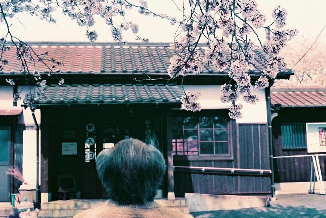 tetsuya.iさんのインスタグラム写真 - (tetsuya.iInstagram)「• 🌸👴🏻🌸 • #lomography • • #filmphotography #filmisnotdead • •」4月4日 18時32分 - r_papa
