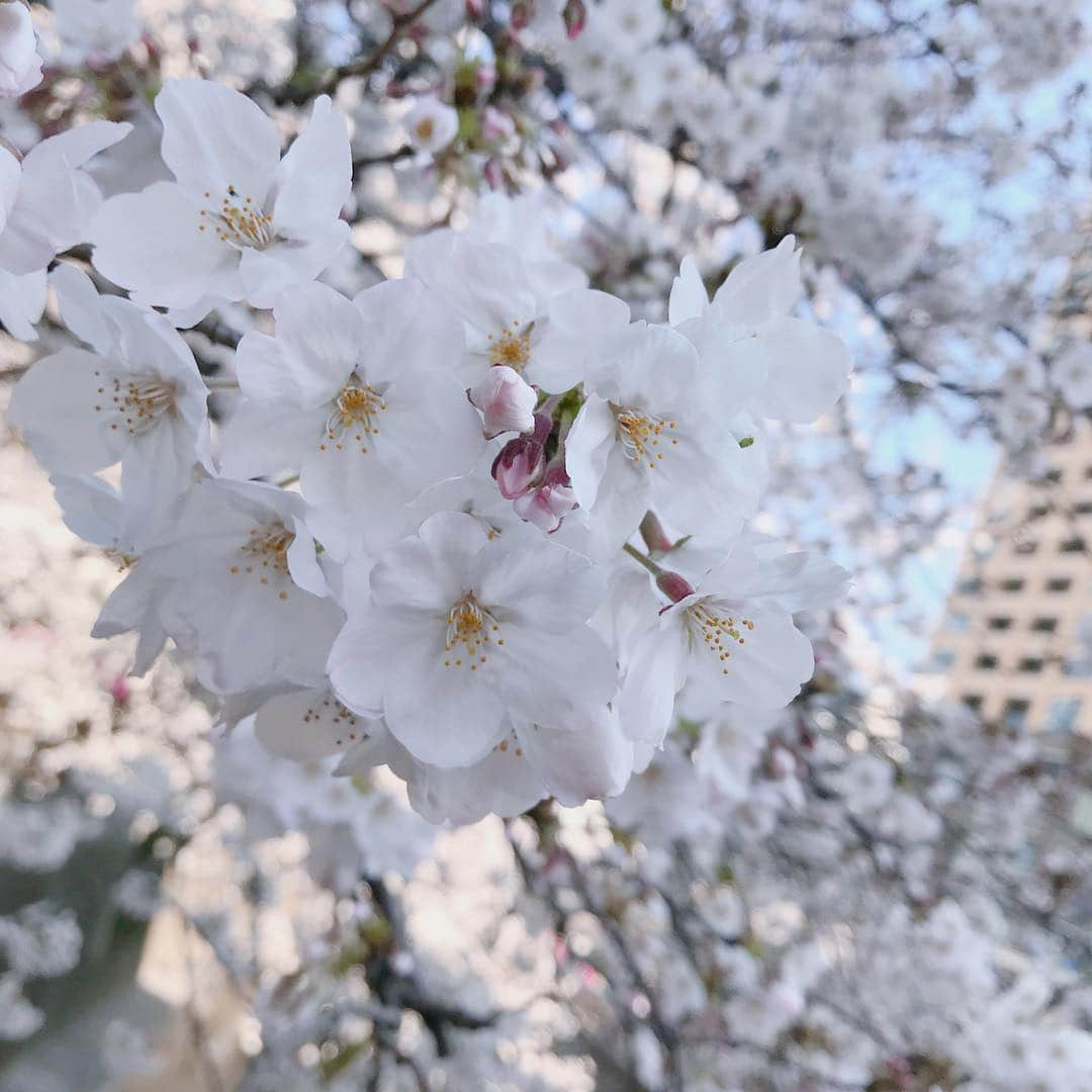 森みはるさんのインスタグラム写真 - (森みはるInstagram)「空き時間にお花見いけた〜☺️☺️ 今年も目黒川！ 満開ですごく綺麗だった！ 3枚目のはよくインスタでみるやつ！笑 ノンアルにしたら三ツ矢サイダーとシロップ入れてくれて美味しかった☺️ #お花見#桜#目黒川」4月4日 18時33分 - miharu_mori