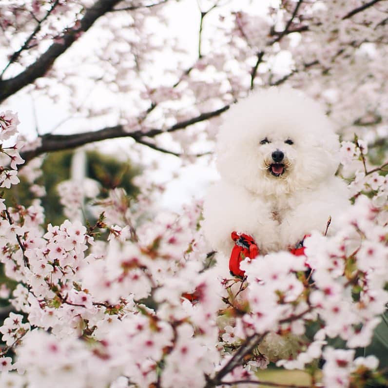 ゆうさんのインスタグラム写真 - (ゆうInstagram)「. . 桜とアーニー🌸 笑っておる。 . . . #春ですな . .」4月4日 18時39分 - ernie_pooh_