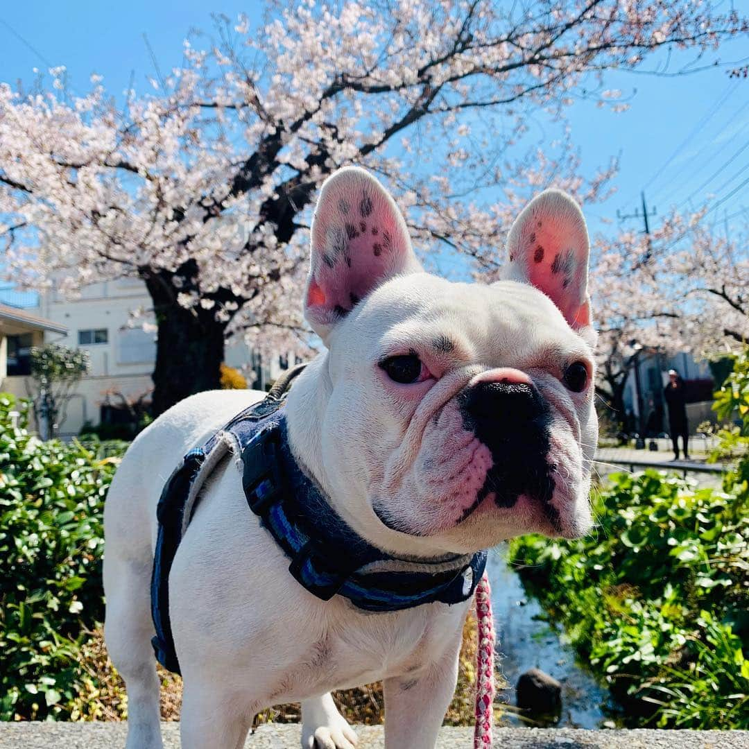 なべやかんさんのインスタグラム写真 - (なべやかんInstagram)「娘と桜  マイリーは桜より他のワンコが気になるようだ。  #桜  #フレブル  #ブヒ  #frenchbulldog」4月4日 18時48分 - yakan_nabe