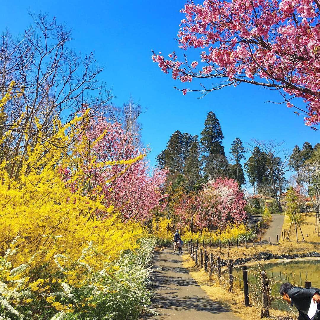 中倉隆道さんのインスタグラム写真 - (中倉隆道Instagram)「. 最高のお出かけ日和だったー♬ . . #ワンコ #わんこ #わんことお出かけ #愛犬家 #犬派 #チワワ #フリーアナウンサー #中倉隆道 #柿ピー研究家」4月4日 18時50分 - ryudo.tokyo