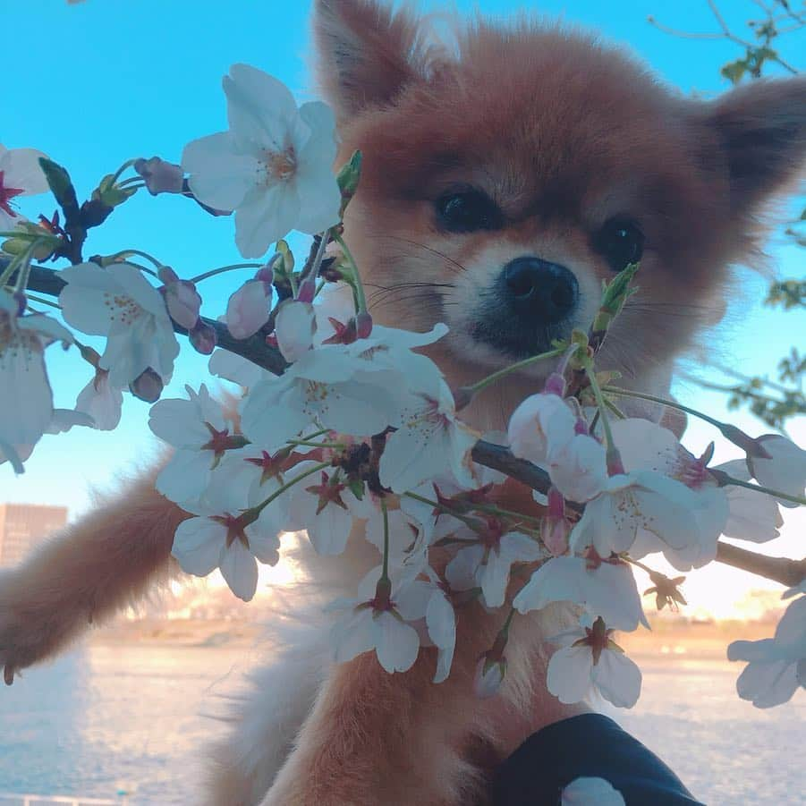 大湯みほさんのインスタグラム写真 - (大湯みほInstagram)「……… my friend is phakchi🐶✨ very pretty dog✨ walk while watching the cherry blossoms🌸🍃 I had a very nice time.」4月4日 18時53分 - nukazukemiho0320