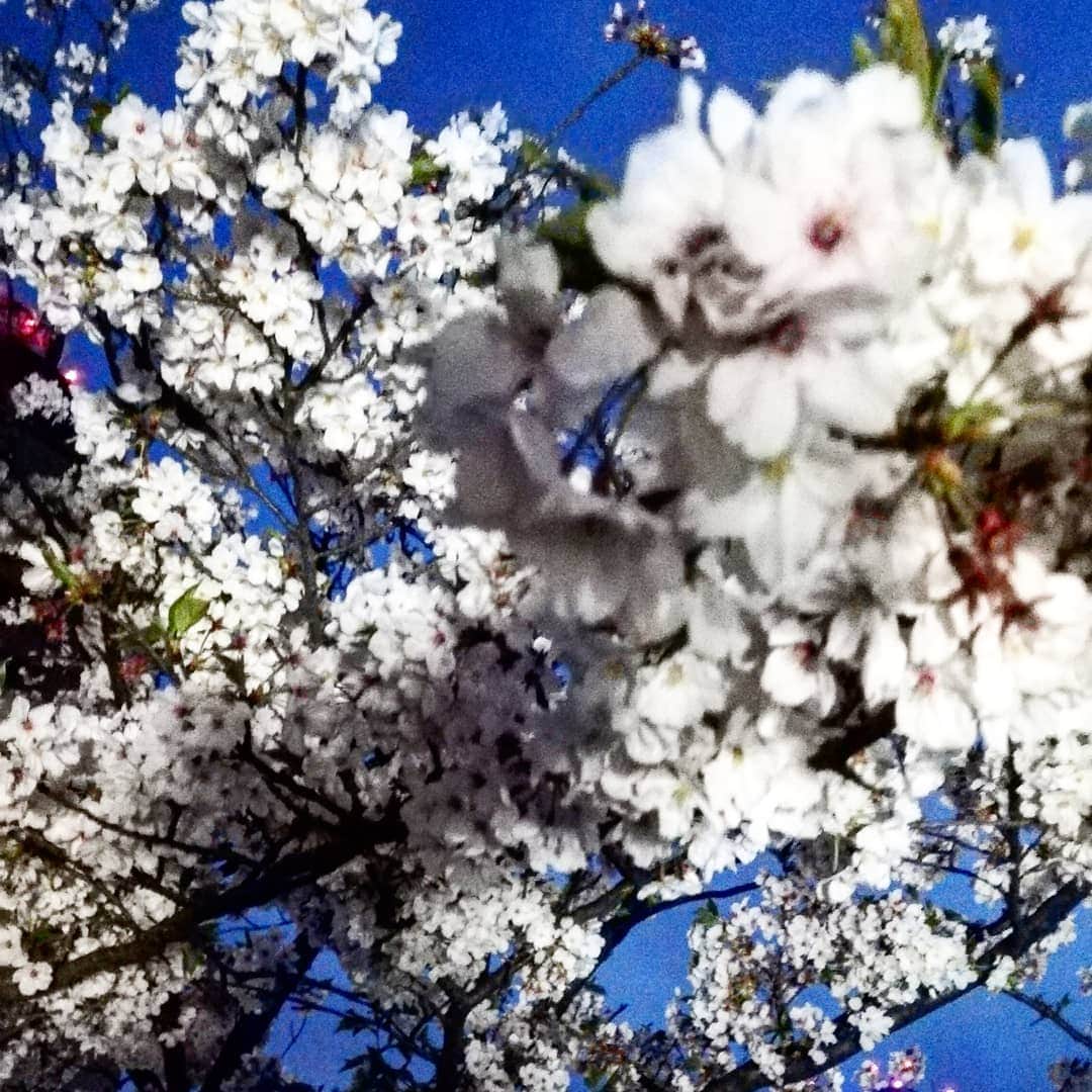 のインスタグラム：「。 丸萬産業さんの お花見とっても綺麗な 夜桜なう\(*ˊᗜˋ*)/」
