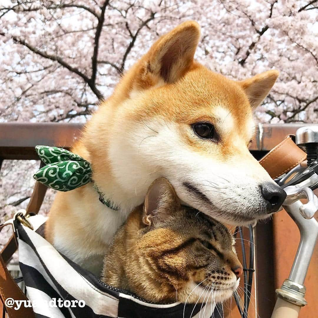 ゆうとろ（柴犬ゆうと猫のとろ）さんのインスタグラム写真 - (ゆうとろ（柴犬ゆうと猫のとろ）Instagram)「. Cherry blossoms are bloomig🌸 Yu🐶Toro🐱 . #近所の桜はそろそろ五分咲き #週末は満開かな #先週このキャリーバッグを処分 #そろそろカートが欲しい今日この頃 #リポスト」4月4日 19時05分 - yuandtoro