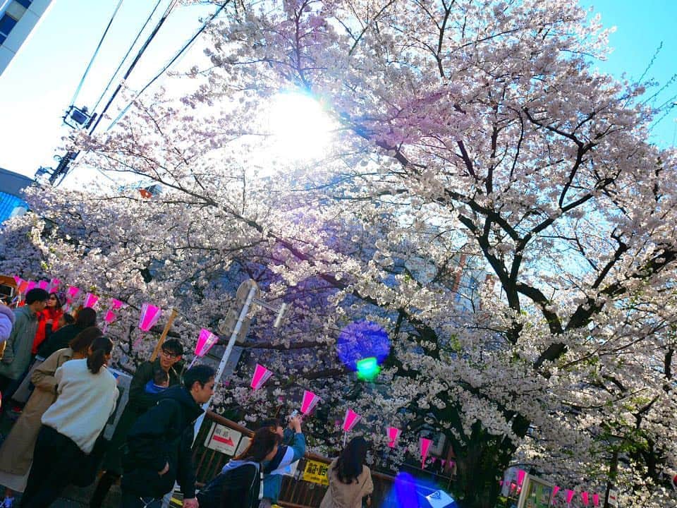 海平佑樹さんのインスタグラム写真 - (海平佑樹Instagram)「こんばんは、Yukiです！ 昨日は毎年恒例にしている、中目黒の桜を見に行きました😊🌸 平日昼間なら人少ないだろうなと思いましたが、、ものすごい人の多さでした😆  桜は相変わらず綺麗に咲いてましたし、いつも頼むイチゴのシャンパンでご満悦でした☺️🥂 FXを始めて自由な時間を得られ、今では行きたい時にこのように行きたい場所へ行ってトレードをする ライフスタイルになってます💰 ﻿  なんにでも言えることですが、人生一度きりならやった方が後悔ないですよ♪﻿ ﻿ ﻿ 【感覚の擦り合わせ】﻿ ﻿ 入会されて2-3ヶ月の生徒さんから『少しずつですが、利益が出るようになりました😆』という声をいただきました﻿ ﻿ うちのコミュニティではこうして初心者だった方が利益をあげることが可能になるのです😉﻿ ﻿ ﻿ 一般的にFXというのは９割の人が退場すると言われています。﻿ ﻿ しかし一方で僕らコミュニティメンバーは１人も退場者がいません。﻿ ﻿ それどころか、安定して毎週利益を出している方のほうが多いです。﻿ ﻿ ﻿ この差はいったい何なのか？﻿ ﻿ ﻿ その理由の一つに「感覚」があります。﻿ ﻿ FXで勝ち続けるためにはこの「感覚」を磨く必要があります。﻿ ﻿ ﻿ 例えば、サッカーで考えてみましょう。﻿ ﻿ まずパスの仕方、シュートの打ち方を覚えますよね。﻿ ﻿ 頭ではわかるわけです。しかし、すぐに思ったところにパスできるわけではありません。﻿ ﻿ ゴールの端に狙いをつけても狙い通りのところにいかなかったりします。﻿ ﻿ ﻿ ただ、練習を積み重ね、サッカーの上手い人を観察し、﻿ ﻿ 自分の悪いところを指摘してもらいながら「感覚」を磨き、磨かれることでサッカーも上手くなっていくのですね。﻿ ﻿ ﻿ ではFXはどうでしょうか。﻿ ﻿ 独学の場合、基本的に本やネットの情報を得て勉強をする方が多いと思いますが、﻿ ﻿ そういったもので学べることは、基本的に「ノウハウだけ」です。﻿ ﻿ ﻿ こうやったら勝てます。とか﻿ ﻿ こうやったら勝率が高い。とか﻿ ﻿ そんなことがたくさん書かれているだけなのですね。﻿ ﻿ ﻿ しかし、ノウハウだけで勝てるなら今頃みんな億万長者です笑﻿ ﻿ FXや投資において大切なことはノウハウではない、ということです。﻿ ﻿ ﻿ 大事なのは「感覚」を磨くことにより、勝てるノウハウを自分のものにすることです。﻿ ﻿ ﻿ この「身につける」ということが一番難しいのです。﻿ ﻿ 本や動画だけでは稼げないのはこれが理由です。﻿ ﻿ ﻿ 僕らのメンバーさんたちはほぼみな同じ感覚でトレードできています。﻿ ﻿ エントリーするタイミングも最近はシンクロすることのほうが多くなっています。 ﻿ ﻿  何故、このようにプロと同じように取引できているのか。﻿ その答えはサポートLINEにあります。﻿ ﻿ ﻿ コミュニティメンバーは僕らのエントリーポイントはもちろんほかのメンバーが勝ったポイント・負けたポイントをすべて見ることができます。﻿ ﻿ ﻿ ﻿ なので勝ちやすいパターンと負けやすいパターンその両方がわかってくるのです。﻿ ﻿ なぜ勝てたのか。なぜ負けたのか。﻿ 自分の画像と他の方の画像を比べることでその場で分析でき、その場で僕からのアドバイスも受けられます。﻿ ﻿ ﻿ このように「答え合わせ」ができるので間違いを修正し、次の取引に活かしていけるのです。﻿ ﻿ こうして勝っている人の「感覚」と自分の感覚を擦り合わせていくのです。﻿ ﻿ ﻿ これを繰り返すことでノウハウを完全にマスターできるわけです。﻿ ﻿ この、勝っている人の感覚と自分の感覚の『擦り合わせ』が重要です。これにより、短期間で感覚が磨かれます。 ﻿ ﻿ だからこそ僕らのメンバーは短期間で結果を出す方が非常に多いのです。﻿ ﻿ ﻿ 物事には必ず根拠があります。結果が出る理由。結果が出ない理由。﻿ ・﻿ 独学で勉強した方が、確かにコストは安く抑えられるでしょう。﻿ ﻿ ﻿ しかしそれが投資の場合﻿ ﻿ 結果が出ない ＝ 資産が減る ＝ 時間も無駄になる。﻿ ﻿ というリスクの部分をしっかり理解するべきです。﻿ ﻿ ﻿ コストを抑えて勉強したとしても勝てなければマイナスになるわけですから。それなら最初に指導料を払ってでも、しっかり身につけた方が利口ですね。﻿ ﻿ ﻿ FXでなかなか結果が出せない方はまずはご連絡ください。﻿ ある程度お話させていただければ、なぜ結果が出ないかがわかります。﻿ ﻿  また、FXをやったことがない方でも短期間で安定的に利益を出せるようにしっかり指導いたします。﻿ ﻿ 「私は何もわからないから、、、」﻿ ﻿ など思う方もいるかもしれませんが何事も始めるときは初心者です。﻿ ﻿ 「むしろ初心者の方向けに、サポートを整えております」﻿ ﻿ 大事なのはいまから何を学び、どうやってそれを身につけていくかです。﻿ ﻿ その身につけ方、モチベーション維持の環境が全て整ったFXコミュニティにご興味ある方は、、、﻿ ﻿ ﻿ 僕のプロフィール欄のURLから公式LINEを追加﻿下さい♪  それでは😌」4月4日 19時09分 - yukimusic_fx