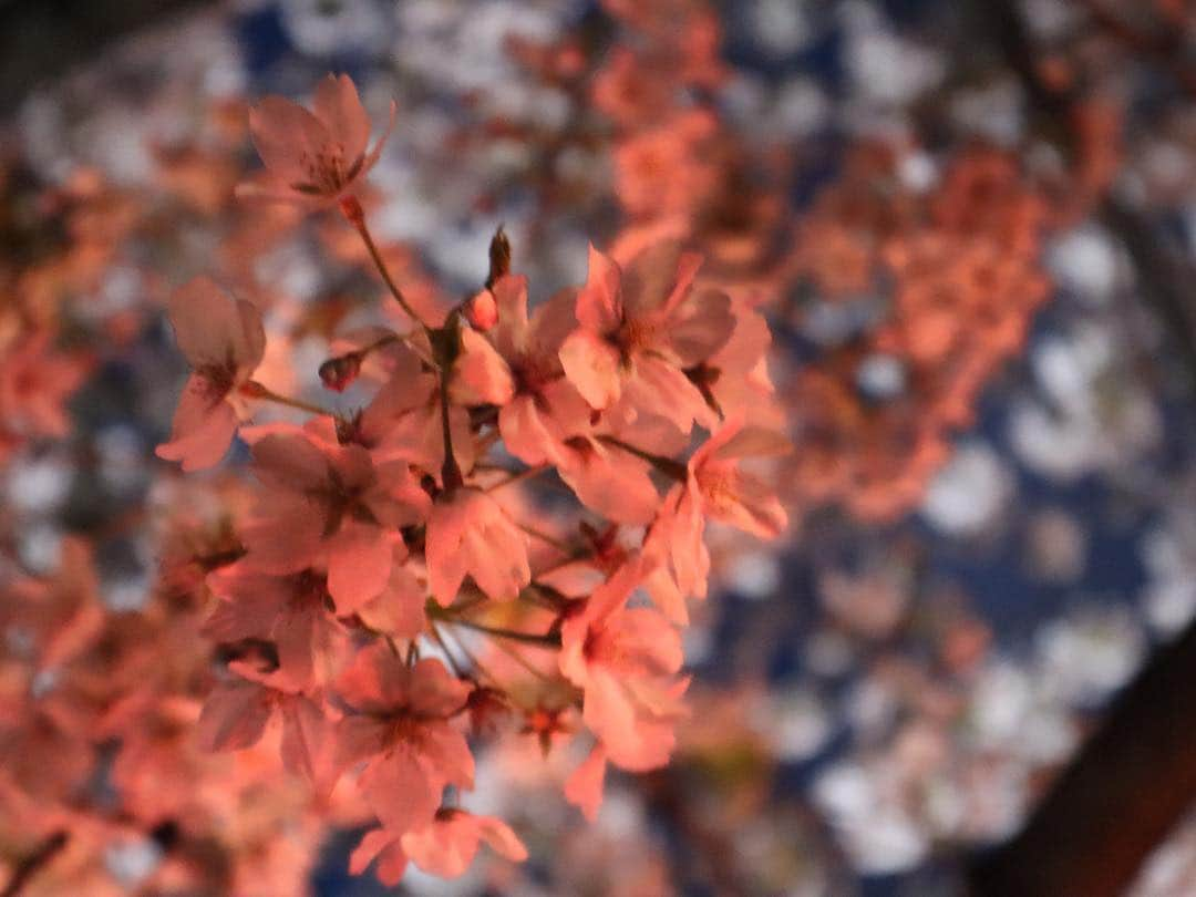 森高愛さんのインスタグラム写真 - (森高愛Instagram)「夜桜🌸 目黒川の桜も見てきたよ🌸 . #桜 #夜桜 #🌸」4月4日 19時17分 - ai_moritaka_official