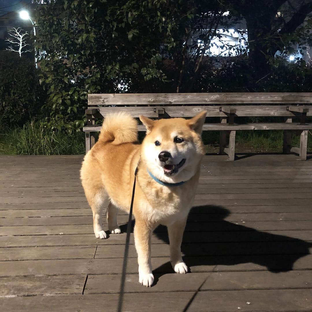 まる（まるたろう）さんのインスタグラム写真 - (まる（まるたろう）Instagram)「What should we have for dinner?✨🐶☺️✨パパ、今日のご飯はなんだろうね〜 #こないだのカレーライス美味しかったなぁ🤤 #カレーライス食べたいね #今から頼んでも無理かな #パパから頼んでみて #怒られるかもしんないけど」4月4日 19時17分 - marutaro