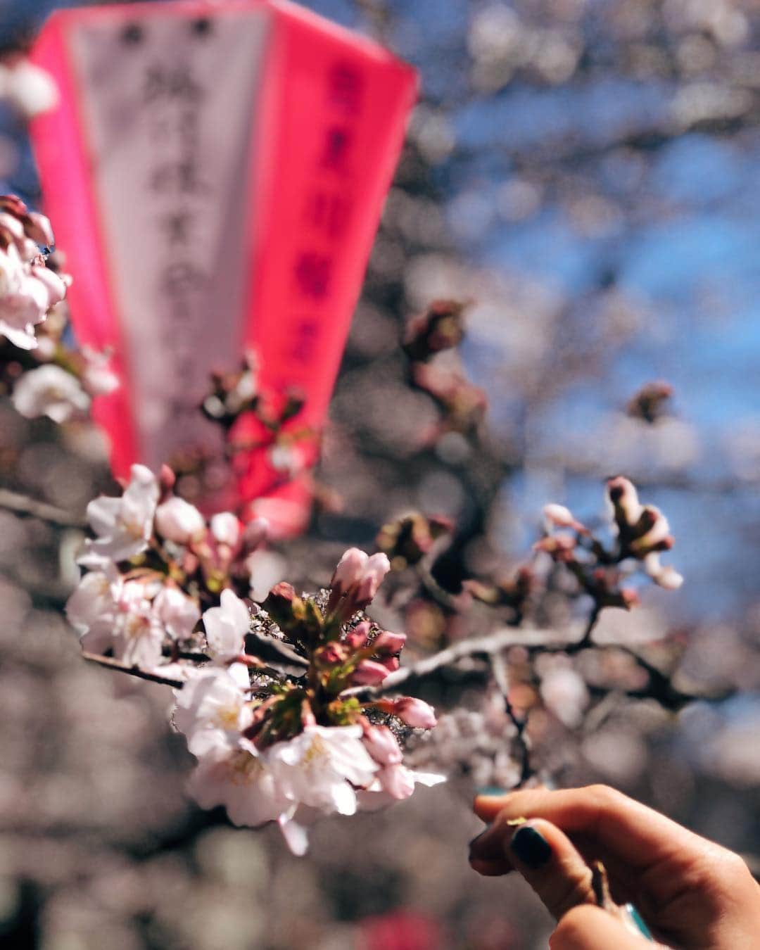 堀舞紀さんのインスタグラム写真 - (堀舞紀Instagram)「🌸 . . #目黒川の桜 ♡ やっぱり桜は目黒川！！ 咲き始めだけど見れて良かった#tb. . . この時の週末は、 会いたかった人に全部会って思いっきり楽しんだので#cannyO も疲れ果ててました🤷🏽‍♀️ . . 母親の予定に連れ回してごめんよ、でも沢山遊べたでしょーーー♡ . へへへ♡ . . 桜が楽しめるのも今週、来週あたりまでかなー？🙄〜 花より団子🍡派ですが、 やっぱり綺麗に咲き乱れる🌸サクラの花って 素敵だわーーーッッ . カックイーーー♡ . #目黒川桜  #散歩 #sakura #japan #桜 #花見 #儚いので散る前に投稿しとく #長野からおかえりユウキ #地元のお祭り」4月4日 19時28分 - mainohori
