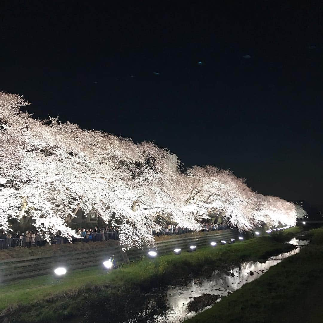 内山久美さんのインスタグラム写真 - (内山久美Instagram)「☆☆☆☆☆☆☆☆☆☆☆☆☆☆☆☆☆☆☆☆ 我が家の恒例行事💚💜💙🧡❤️ 1年に1度、3時間だけ行われる野川の桜ライトアップ🌸 日没前から夜のライトアップまで、色んな桜を堪能してきました🥴✨ ・ #野川 #野川ライトアップ #野川桜ライトアップ  #桜 #夜桜 #恒例行事」4月4日 19時22分 - kumi.0402