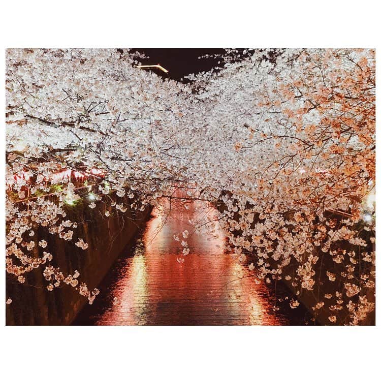 高梨臨さんのインスタグラム写真 - (高梨臨Instagram)「#桜 #sakura」4月4日 19時41分 - rintakanashi_official