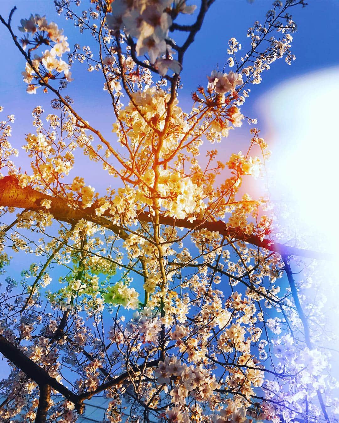 片山陽加さんのインスタグラム写真 - (片山陽加Instagram)「桜🌸まだ綺麗に咲いてた♡  #🌸 #kamon」4月4日 19時42分 - haachandyoo