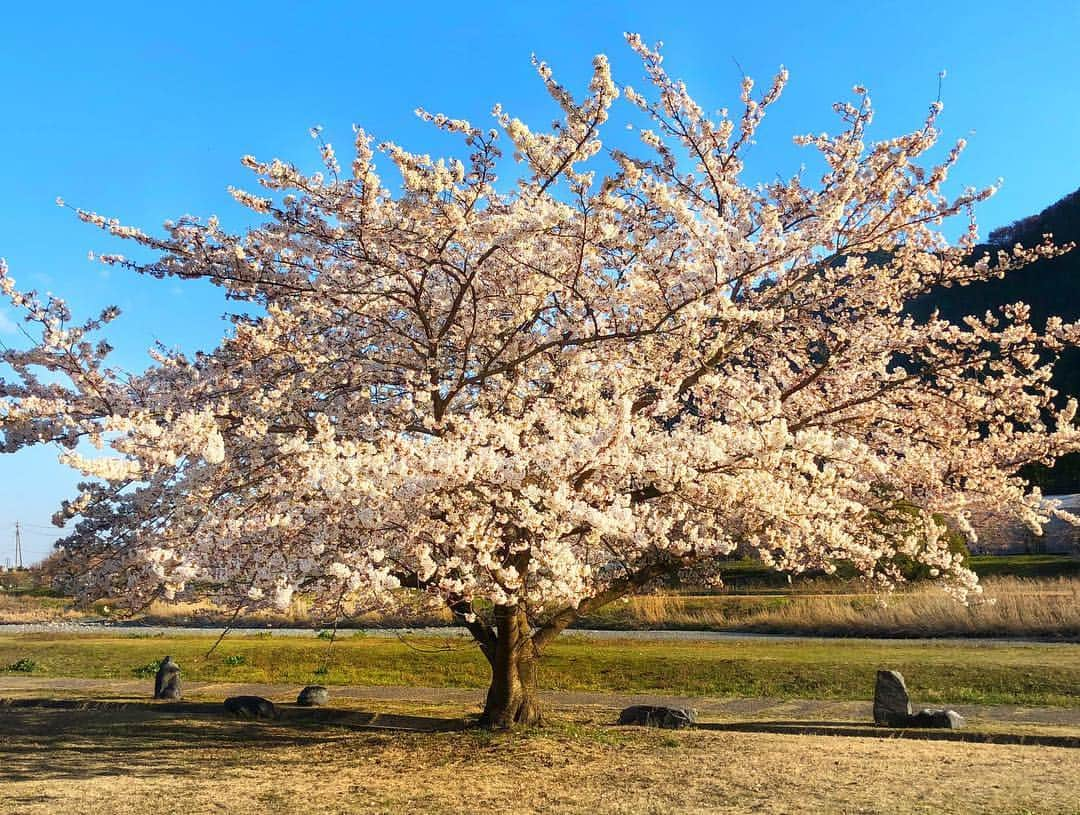 井深克彦さんのインスタグラム写真 - (井深克彦Instagram)「.﻿ 🌸🏫🌷﻿ ﻿ 新年度スタートです📛﻿ ﻿ 新生活を始める方や﻿ 新しい部署や環境で﻿ 気持ちを新たに頑張る方も﻿ たくさんいらっしゃると思います☺️﻿ ﻿ 僕もそうです。﻿ 不安だってたくさんあるけど﻿ 自分のペースで﻿ 精一杯頑張っていこうね。﻿ 困ったときには﻿ きっと手を差し伸べてくれる人がいるし﻿ 困ってる人がいたら﻿ さっと手を差し伸べられる自分でありますように。﻿ ﻿ 久しぶりに地元で﻿ つくしを見つけて懐かしかった🌷﻿ ﻿ 今日はいい天気だったな☺️﻿ ﻿ 明日はもっといい日になるよね、﻿ ハム太郎🐹🌻 #にしても田舎 #大自然 #岐阜 #岐阜愛してる」4月4日 19時44分 - ibuka_katsuhiko