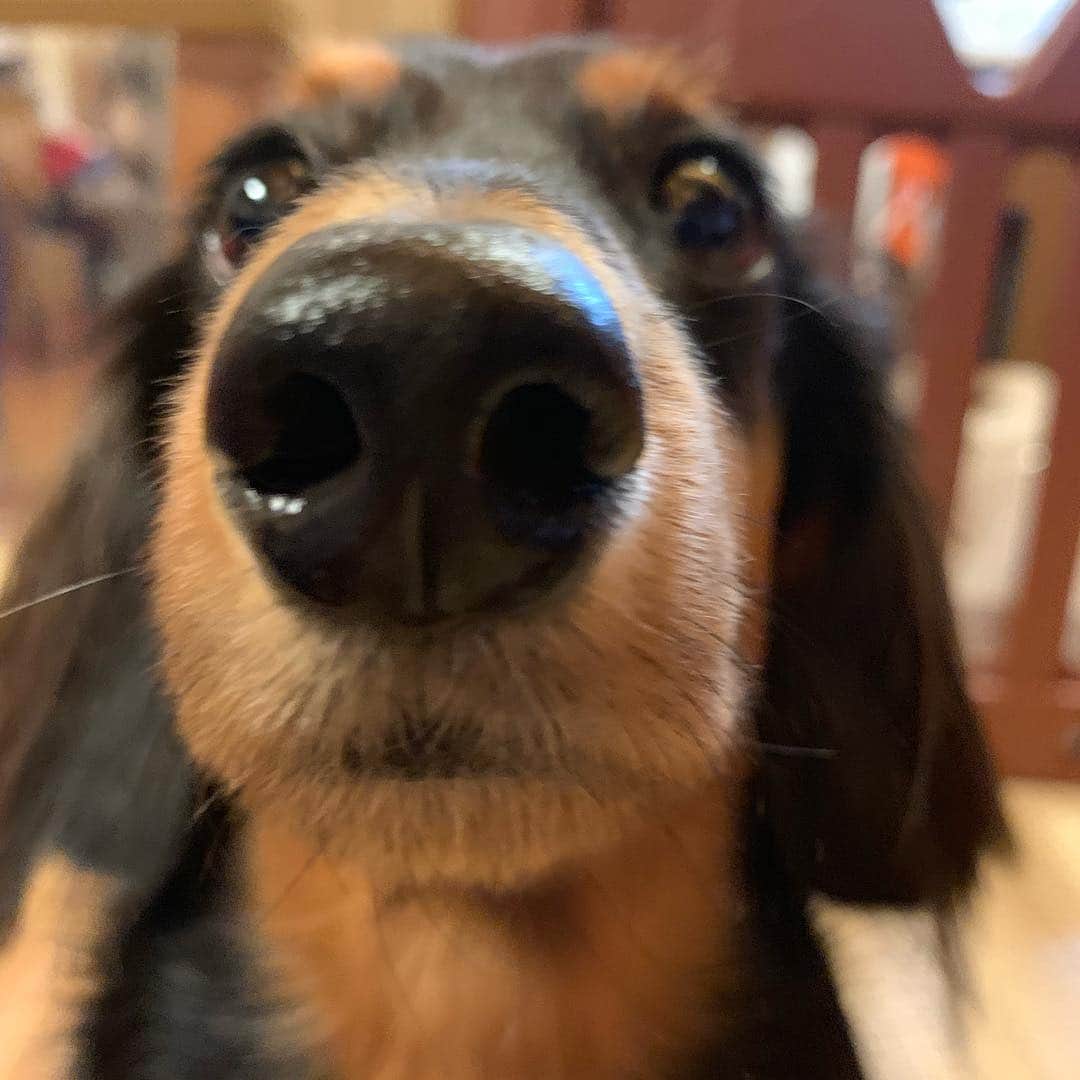すしらーめん《りく》のインスタグラム：「（ほぇ〜…） #絶対に人の話を聞いていない時の俺 #dog  #youtube #犬」