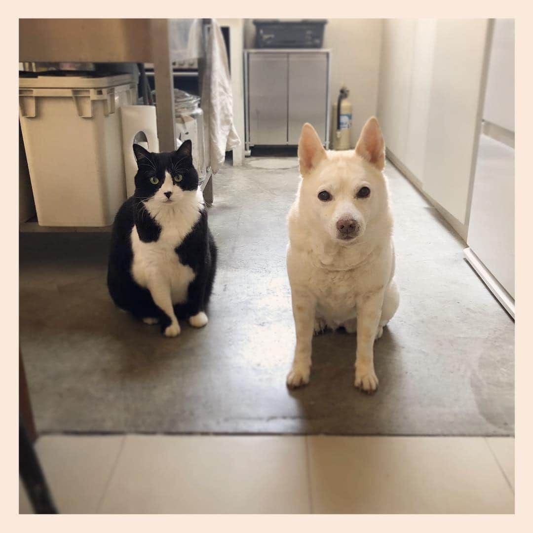 パンといっぴきさんのインスタグラム写真 - (パンといっぴきInstagram)「#元保護犬 #雑種犬 #犬と猫 #元保護猫 #白黒猫 #ハチワレ #blackandwhitecat #crossbreed #tuxedocat #mixdog #catanddog」4月4日 19時49分 - kwhr725