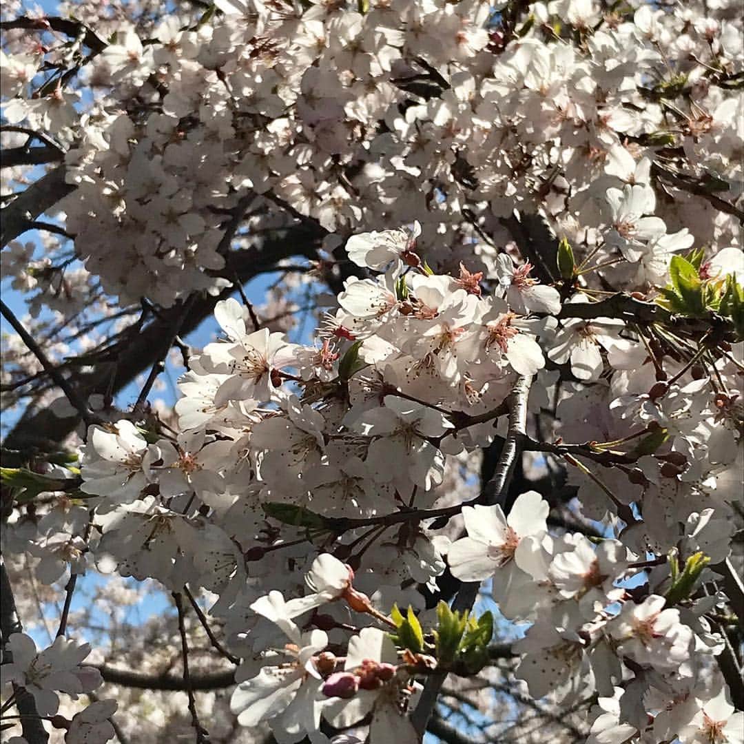 水木一郎さんのインスタグラム写真 - (水木一郎Instagram)「今日は天気が良かったので花見も兼ねて松田山の最明寺史跡公園を散策して来ました。かなり楽しめましたゼーット！ #最明寺史跡公園 #松田山 #桜 #レンギョウ #菜の花 #モクレン #桃源郷 #登山部 #ミレー  #水木一郎」4月4日 19時49分 - ichiromizuki