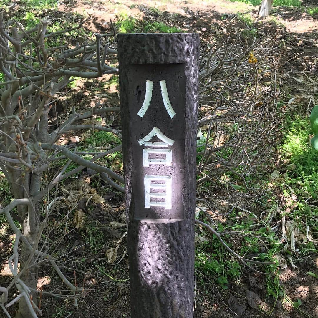 水木一郎さんのインスタグラム写真 - (水木一郎Instagram)「今日は天気が良かったので花見も兼ねて松田山の最明寺史跡公園を散策して来ました。かなり楽しめましたゼーット！ #最明寺史跡公園 #松田山 #桜 #レンギョウ #菜の花 #モクレン #桃源郷 #登山部 #ミレー  #水木一郎」4月4日 19時49分 - ichiromizuki