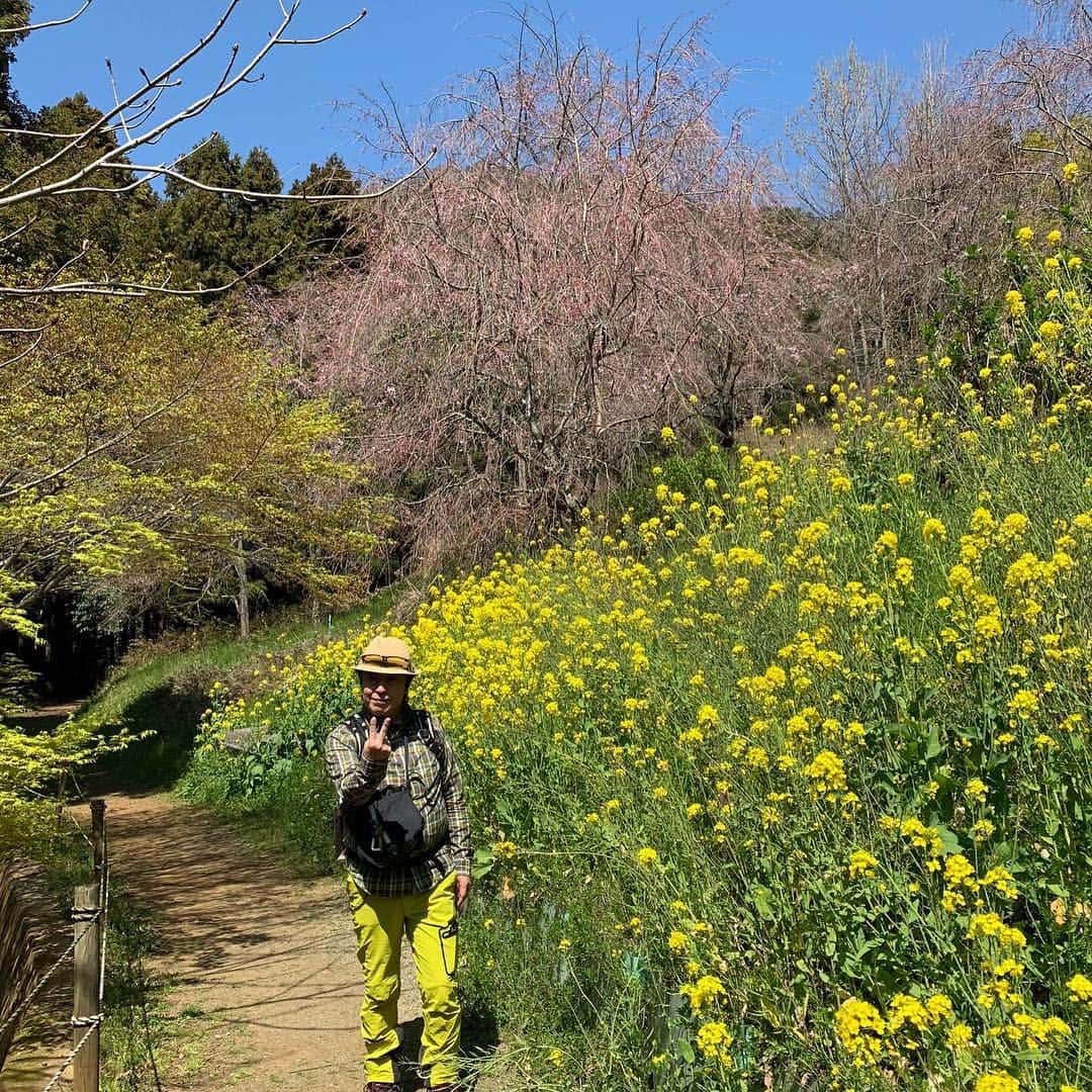 水木一郎さんのインスタグラム写真 - (水木一郎Instagram)「今日は天気が良かったので花見も兼ねて松田山の最明寺史跡公園を散策して来ました。かなり楽しめましたゼーット！ #最明寺史跡公園 #松田山 #桜 #レンギョウ #菜の花 #モクレン #桃源郷 #登山部 #ミレー  #水木一郎」4月4日 19時49分 - ichiromizuki