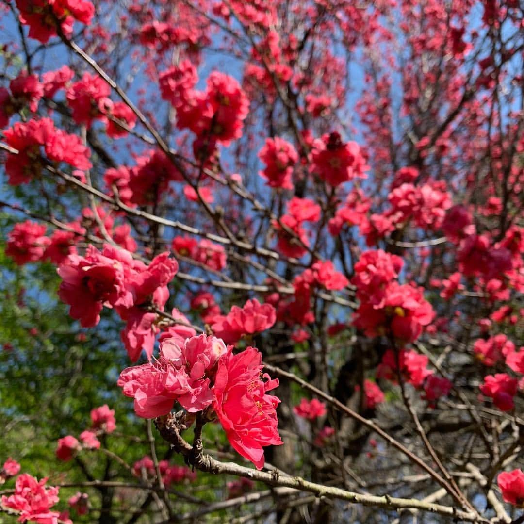 水木一郎さんのインスタグラム写真 - (水木一郎Instagram)「今日は天気が良かったので花見も兼ねて松田山の最明寺史跡公園を散策して来ました。かなり楽しめましたゼーット！ #最明寺史跡公園 #松田山 #桜 #レンギョウ #菜の花 #モクレン #桃源郷 #登山部 #ミレー  #水木一郎」4月4日 19時49分 - ichiromizuki