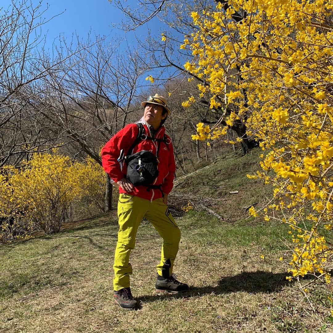 水木一郎さんのインスタグラム写真 - (水木一郎Instagram)「今日は天気が良かったので花見も兼ねて松田山の最明寺史跡公園を散策して来ました。かなり楽しめましたゼーット！ #最明寺史跡公園 #松田山 #桜 #レンギョウ #菜の花 #モクレン #桃源郷 #登山部 #ミレー  #水木一郎」4月4日 19時49分 - ichiromizuki